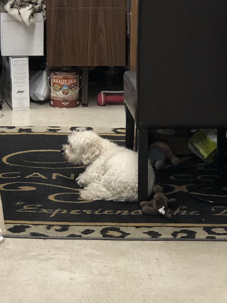 Maxwell the store dog on the floor at Chuoke’s Hardware
